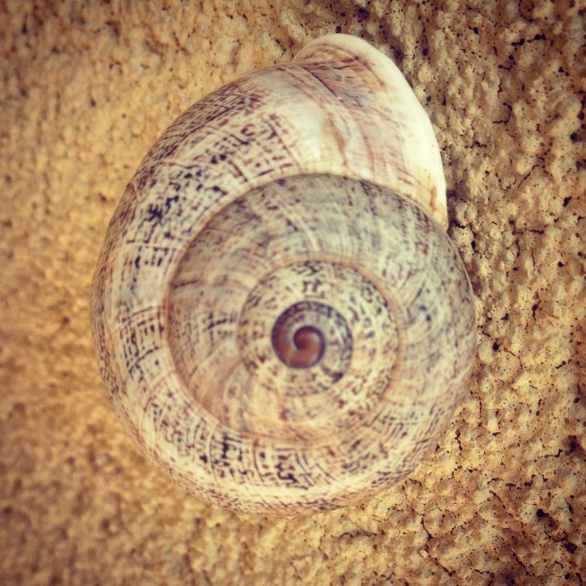 These little guys are all over the outside of our house. 