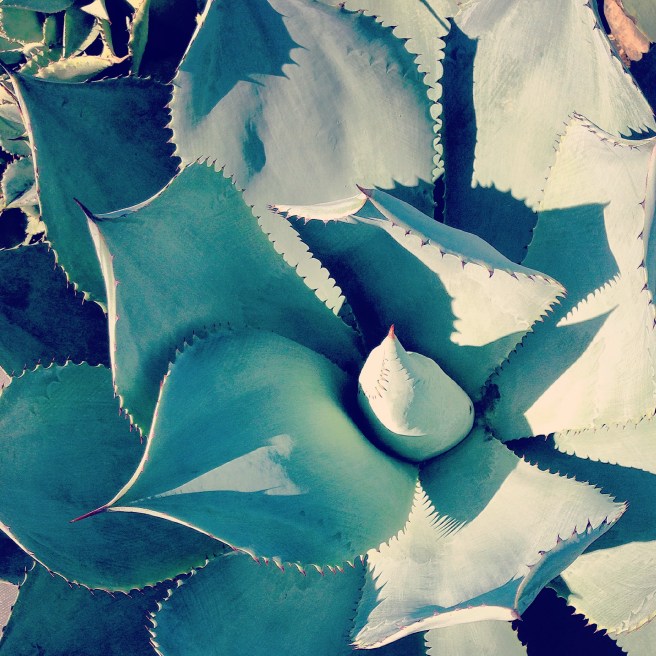 Succulants thrive here—this one is three feet across.